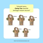 Clamp Tee Ukuran 50 MM Clamp Kabel T Tembaga Asli 2